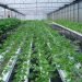 Hydroponic Hi-tech Farming in Poly House