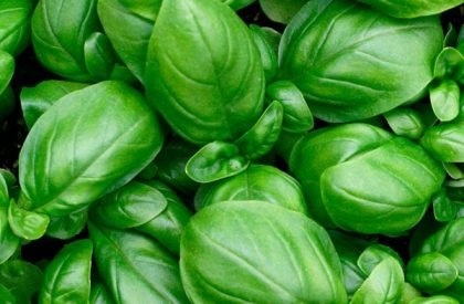 Basil