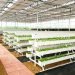 Vertical Hi-tech Farming in Poly House