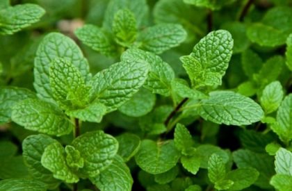 Mint-Farming