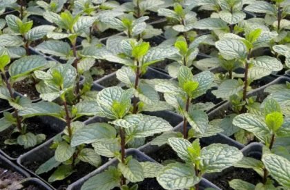 Mint-Seedlings