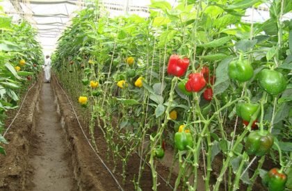 Polyhouse-Vegetable-Gardening.-696x463-1
