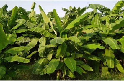 banana-cultivation