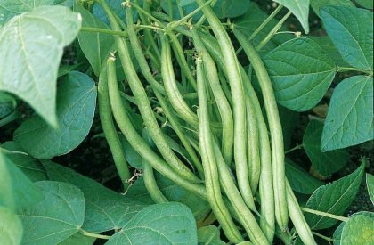 bean_stanley_1280