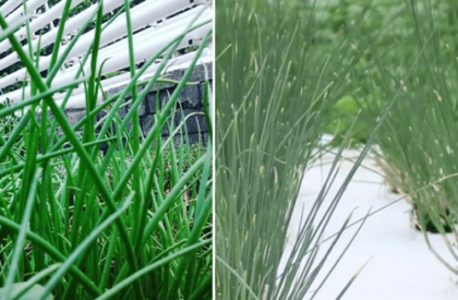 chives2 chives2