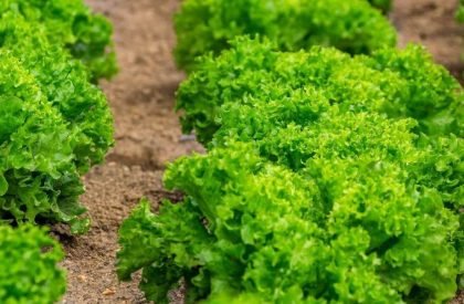 lettuce-