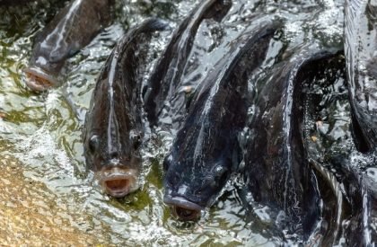 tilapia-3869240_960_720