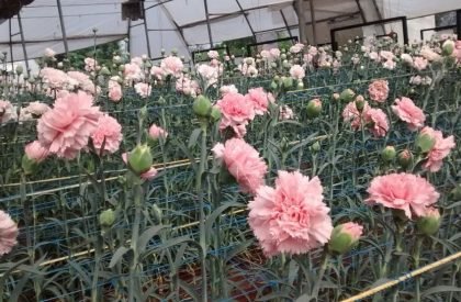 carnation-1 carnation-1