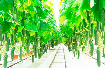cucumber-2 cucumber-2
