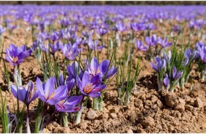 saffron (1) saffron (1)