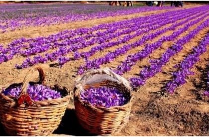 saffron-1 saffron-1