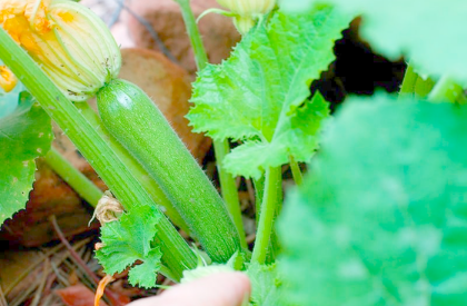 zucchini zucchini
