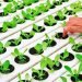 Cultivating Tomorrow: Sustainable Solutions for Modern Agriculture